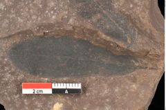 Foto (Detailsansicht) von Quercus palaeoilex Ettingshausen (NHMW-GEO-2024-0188-0948)